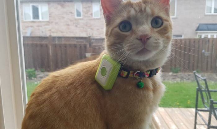 Training Your Cat to Wear the Collar