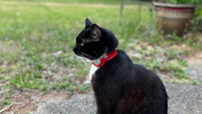 airtag cat collar
