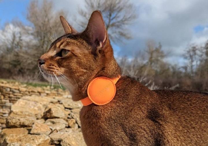 Revolutionizing Pet Safety: The Ultimate Guide to the AirTag Cat Collar airtag cat collar